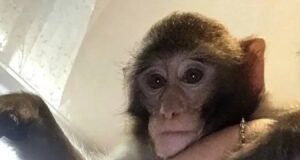 На маму с сыном напала домашняя обезьяна во дворе Ростова — утверждает пострадавшая. Хулиганка покус