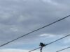 16 человек эвакуировали из застрявших кабинок на канатной дороге между Нижним Новгородом и Бором.