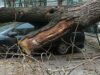 В Москве в субботу упали 50 деревьев, 11 из них на машины Дерево, упавшее на машину - РИА Новости, 1920, 12.07.2026