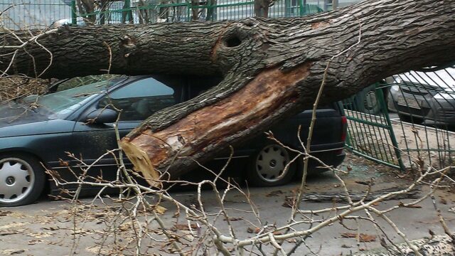 В Москве в субботу упали 50 деревьев, 11 из них на машины Дерево, упавшее на машину - РИА Новости, 1920, 12.07.2026