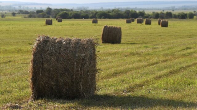 МЧС: молния уничтожила 100 рулонов села в Курганской области, 200 удалось спасти Сено - РИА Новости, 1920, 15.07.2026