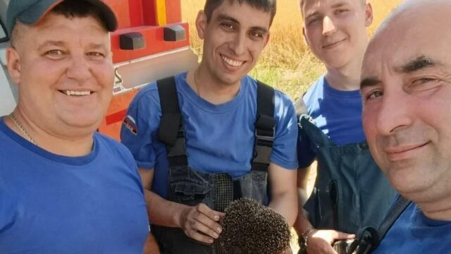 МЧС: при пожаре в Симферопольском районе Крыма спасли ежика Сотрудники крымского главного управления МЧС России со спасенным из пожара ежом - РИА Новости, 1920, 03.07.2026