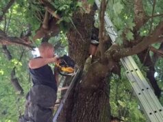 В городе Луга мужчина провалился в дупло клена и просидел там больше суток Спасатели в Ленинградской области вызволили из дупла клена мужчину - РИА Новости, 1920, 17.07.2026