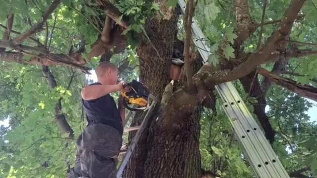 В городе Луга мужчина провалился в дупло клена и просидел там больше суток Спасатели в Ленинградской области вызволили из дупла клена мужчину - РИА Новости, 1920, 17.07.2026