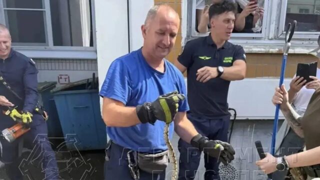 Змея, пойманная на территории детского сада на юго-западе Москвы - РИА Новости, 1920, 27.07.2026