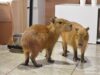 Экс-сотрудники капибара-кафе заявили о жестоком обращении с животными. Экс-сотрудники капибара-кафе заявили о жестоком обращении с животными.
