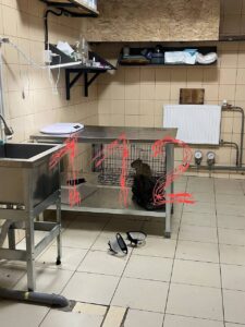 Экс-сотрудники капибара-кафе заявили о жестоком обращении с животными.