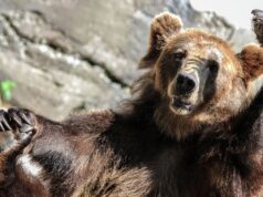 Новгородские энергетики встречают медведей и лосей при обходах ЛЭП Бурый медведь - РИА Новости, 1920, 23.08.2026