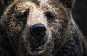 В Приангарье агрессивный медведь напал на двух жителей Тайшета Бурый медведь - РИА Новости, 1920, 18.08.2026
