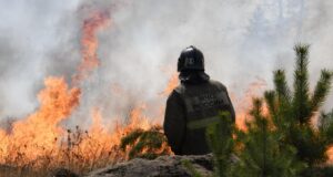 Сотрудник пожарной службы МЧС РФ во время тушения природного пожара - РИА Новости, 1920, 25.08.2026