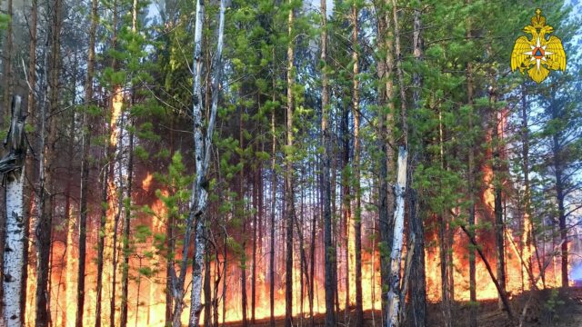 Площадь лесных пожаров в Якутии выросла почти до 558,5 тысяч гектаров Лесные пожары на территории Якутии - РИА Новости, 1920, 07.08.2026