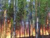 Оперштаб: в Якутии за сутки ликвидировали четыре лесных пожара из 73 Лесные пожары на территории Якутии - РИА Новости, 1920, 04.08.2026