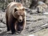 Останки ликвидированных на Алтае медведей исследуют, чтобы найти людоеда Бурый медведь - РИА Новости, 1920, 21.08.2026
