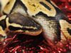 Питон - РИА Новости, 1920, 19.08.2026