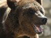 На Алтае медведь вытащил из палатки и убил туристку из Новосибирской области Бурый медведь - РИА Новости, 1920, 19.08.2026