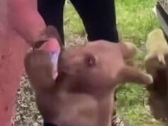 В Ингушетии возбудили уголовное дело после видео с кормлением медвежонка Кадр видео, на котором медвежонка кормят снюсом в Назрани, Ингушетия - РИА Новости, 1920, 13.08.2026
