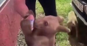 Кадр видео, на котором медвежонка кормят снюсом в Назрани, Ингушетия - РИА Новости, 1920, 13.08.2026