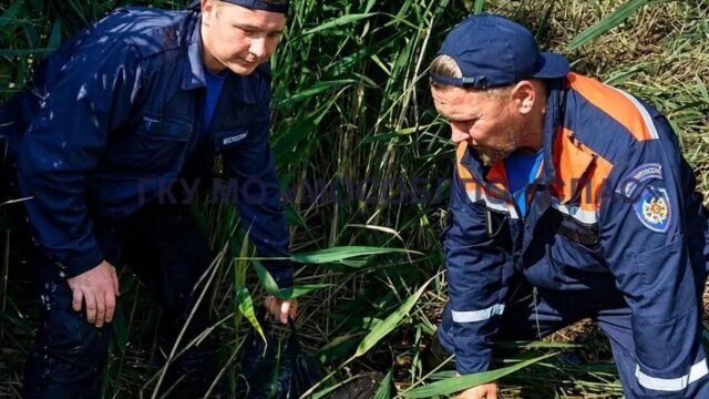 В Шатуре ушедшая за грибами пенсионерка два дня провела на кочке посреди болота Спасатели по время эвакуации пенсионерки из леса в Шатурском округе - РИА Новости, 1920, 03.08.2026