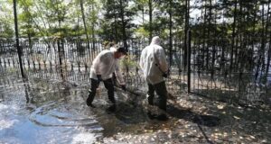 В Тюмени за неделю собрали более четырех тонн погибшей во время паводка рыбы Вылов погибшей рыбы во время паводка в Тюмени - РИА Новости, 1920, 09.08.2026