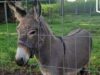 Сбежавший осел в Нижней Саксонии нанес травмы трем людям Осел Фредди - РИА Новости, 1920, 21.08.2026