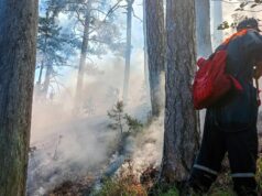 В горах близ Ялты шестые сутки тушат лесной пожар Ликвидация лесного пожара в гораха над Ялтой - РИА Новости, 1920, 24.08.2026