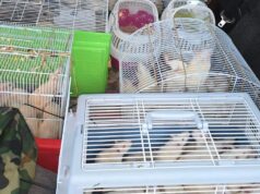 В поле Подмосковья обнаружили более 260 брошенных декоративных крыс Декоративные крысы, найденные в поле в Рузском муниципальном округе - РИА Новости, 1920, 26.08.2026