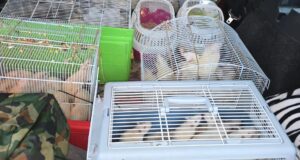 Декоративные крысы, найденные в поле в Рузском муниципальном округе - РИА Новости, 1920, 26.08.2026