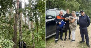 Спасатели ГКУ МО Мособлпожспас помогают мужчине слезть с сосны - РИА Новости, 1920, 31.08.2026