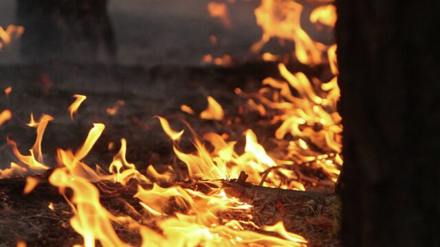 Лесной пожар произошел в Ростовской области на площади 120 гектаров Лесной пожар - РИА Новости, 1920, 29.08.2026