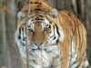 Приморца будут судить за убийство краснокнижного амурского тигра Амурский тигр - РИА Новости, 1920, 07.09.2026