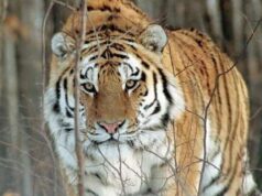 Приморца будут судить за убийство краснокнижного амурского тигра Амурский тигр - РИА Новости, 1920, 07.09.2026