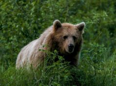 Охотники за выходные ликвидировали трех медведей вблизи жилых районов Братска Бурый медведь - РИА Новости, 1920, 07.09.2026