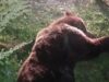 В Ангарске ликвидировали медведя, зашедшего в детский сад Медведь, который ходил по улицам Ангарска - РИА Новости, 1920, 07.09.2026